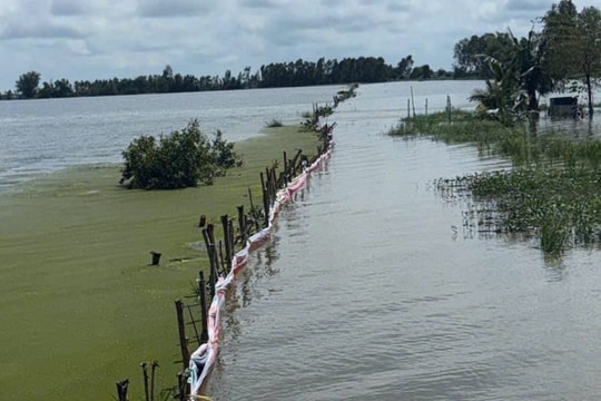 Đồng Tháp: Vỡ đê, hàng trăm héc-ta lúa chìm trong “biển nước”