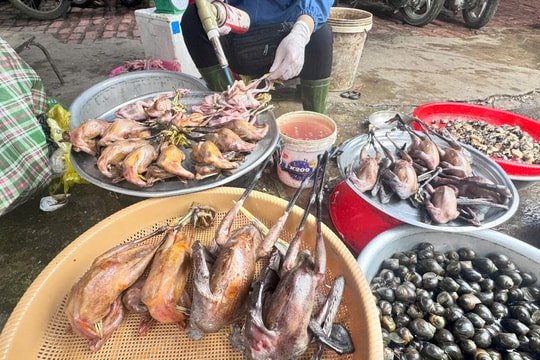 Loạt bài: Báo động nạn săn bắt chim di cư và mất cân bằng sinh thái tại Bắc Trung Bộ Kỳ 2: Hành trình từ bẫy lưới đến tay người tiêu dùng