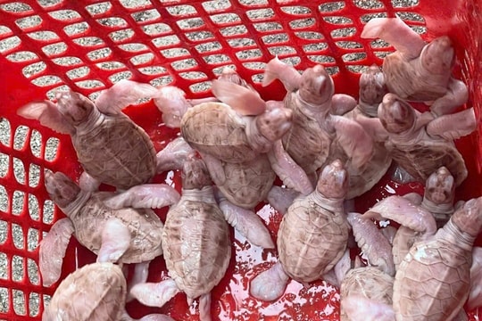 Lần đầu tiên tại Côn Đảo có 17 cá thể rùa bạch tạng quý hiếm chào đời Lần đầu tiên tại Côn Đảo có 17 cá thể rùa bạch tạng quý hiếm chào đời