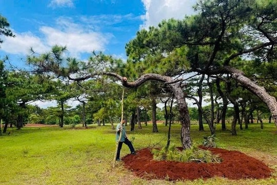Gia Lai: Siết chặt bảo vệ “báu vật xanh” trước nạn đào trộm thông cổ thụ