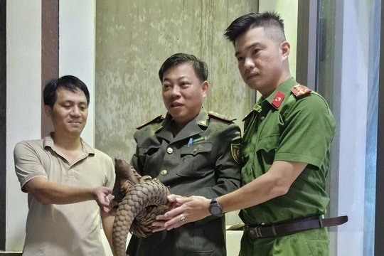 Quảng Trị: Người dân bàn giao cá thể tê tê quý hiếm cho cơ quan chức năng