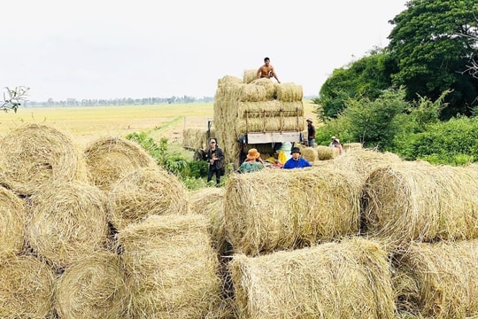 Cần Thơ nghiên cứu dự án biến rơm thành điện sinh khối