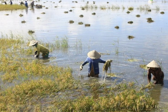 ĐBSCL đối mặt nguy cơ ngập do lũ kết hợp triều cường đầu tháng 11