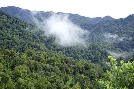 Điện Biên khai thác “nguồn tài nguyên xanh” cho phát triển bền vững