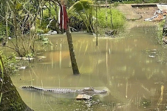 Cần Thơ: Xuất hiện cá sấu dài 1,5m giữa đợt triều cường lịch sử