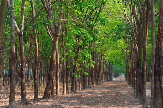 Sơn La: Bảo vệ rừng gắn với lợi ích kinh tế bền vững