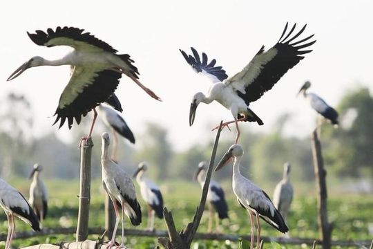 Ninh Bình: Săn bắt chim hoang dã, 12 đối tượng bị xử phạt