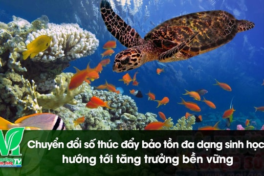 [VIDEO] Chuyển đổi số thúc đẩy bảo tồn đa dạng sinh học hướng tới tăng trưởng bền vững