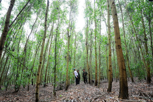 Nhiều kết quả nổi bật sau 5 năm triển khai Chương trình phát triển lâm nghiệp bền vững