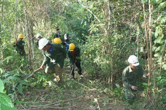 Lai Châu hoàn thiện chính sách phát triển rừng bền vững, nâng hiệu quả kinh tế lâm nghiệp