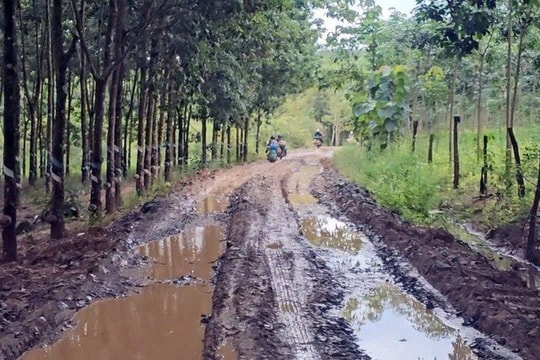 Chậm quyết toán kinh phí bảo vệ rừng: Nhiều doanh nghiệp khó khăn chồng chất