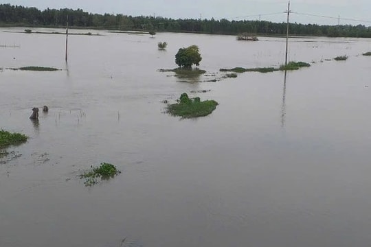 Mực nước sông Hậu tại Long Xuyên vẫn trên báo động 2