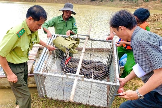 Trăn đất nặng 26kg bò vào vườn nhà dân sau mưa lũ ở Huế