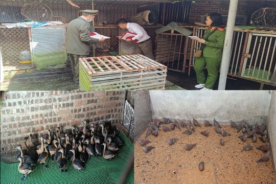 Phú Thọ: Phát hiện hơn 4.000 cá thể động vật hoang dã bị nuôi nhốt trái phép