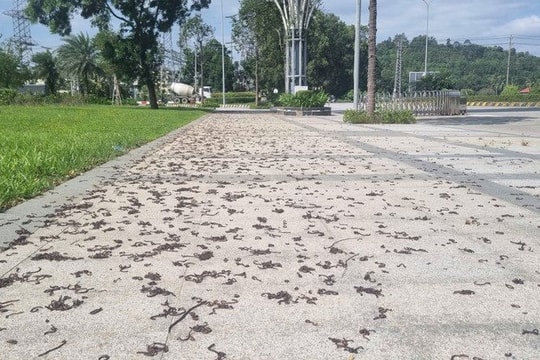 Hàng nghìn con giun đất bò lên vỉa hè khu đô thị ở Quảng Ngãi