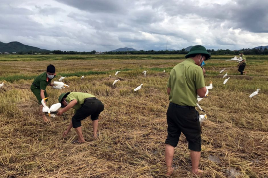 Bắc Ninh: Ngăn chặn tình trạng săn bắt chim hoang dã, chim di cư