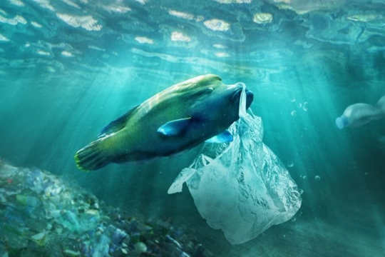 Việt Nam khởi động Dự án GEF phục hồi xanh, bảo vệ tương lai đại dương