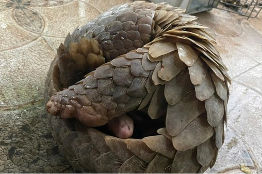 Người dân phát hiện 2 cá thể tê tê Java và trăn đất quý hiếm trong vườn