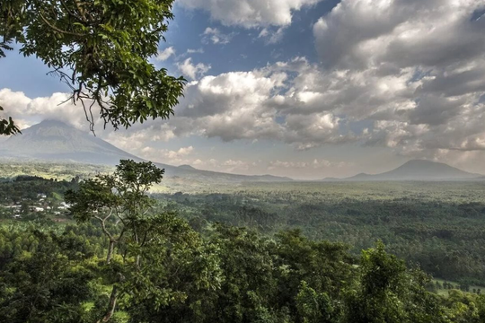 "Lá phổi thứ hai" của thế giới suy thoái, nguy cơ tác động tiêu cực tới cây cacao