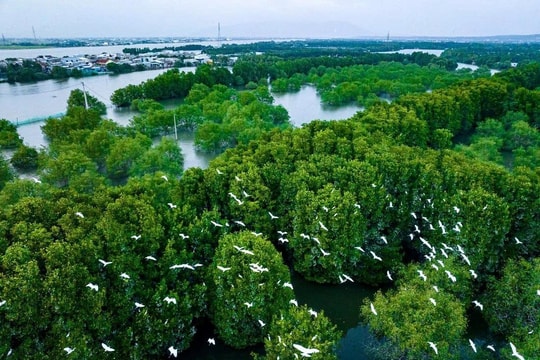 Tăng thời gian miễn thuế thu nhập với giao dịch tín chỉ carbon