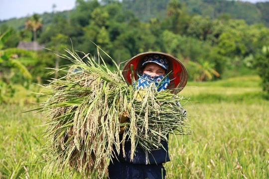 Lào Cai đặt mục tiêu có hơn 36.000ha lúa tưới AWD để giảm phát thải