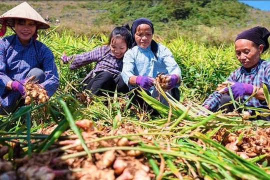 COP30: Nông nghiệp gia đình trở thành chủ đề trọng tâm