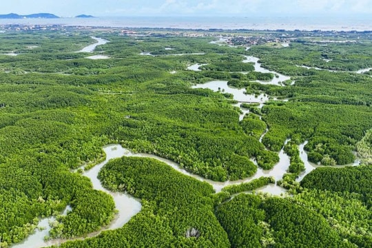 Việt Nam xây dựng cơ sở dữ liệu carbon xanh quốc gia, định hướng giảm phát thải đến 2035