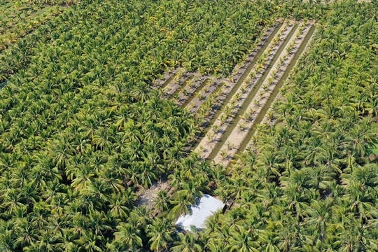 Vĩnh Long phát triển dừa hữu cơ: Hướng đi giảm phát thải