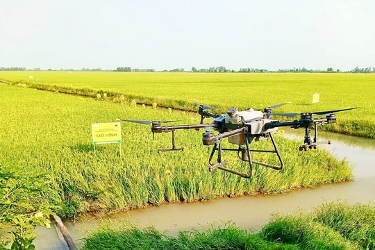 Đề án 1 triệu ha lúa: Thay đổi tư duy sản xuất gạo tại Đồng bằng sông Cửu Long