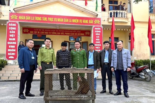 Nghệ An: Người dân liên tiếp giao nộp khỉ quý hiếm cho cơ quan chức năng