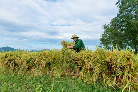 Nghệ An mở rộng mô hình lúa giảm phát thải, tạo đà phát triển bền vững