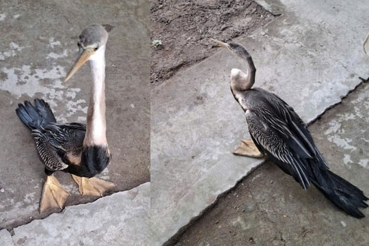 Đồng Tháp: Người dân phát hiện và giao nộp chim cổ rắn