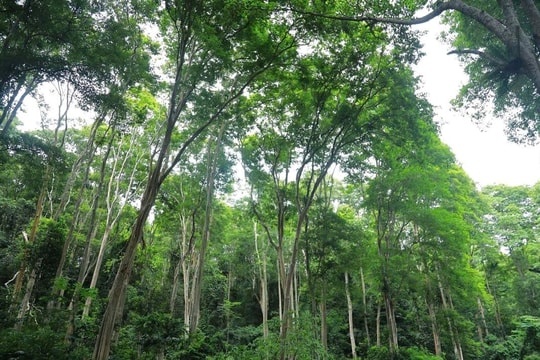 Dịch vụ môi trường rừng: Trụ cột tài chính cho phát triển kinh tế xanh miền Tây Nghệ An