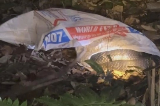 Phú Thọ: Rắn hổ mang chúa nặng 7 kg bất ngờ bò vào vườn nhà dân