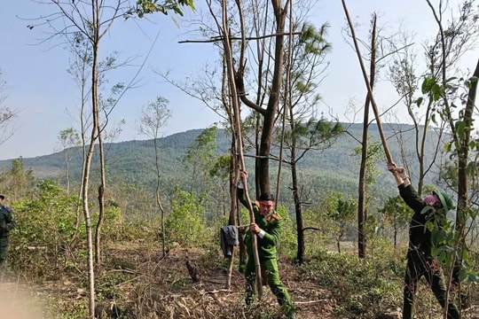 Nghệ An: Xã Quỳnh Phú ra quân ngăn chặn tình trạng bẫy bắt chim hoang dã