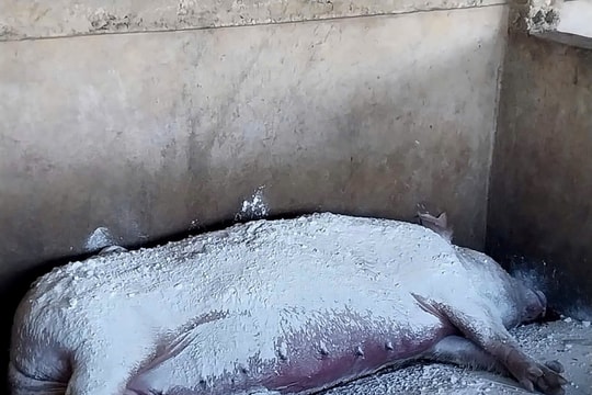 Phòng chống dịch và siết chặt kiểm soát chăn nuôi ở Hà Tĩnh