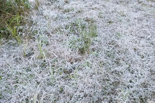 Băng giá phủ trắng xã miền núi Nghệ An, nhiều nơi nhiệt độ dưới 0 độ C