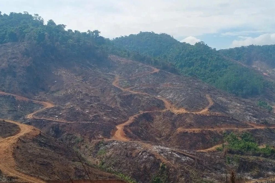 Điều tra vụ phá gần 95 ha rừng ở Gia Lai