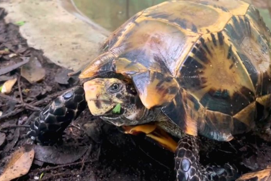 Quảng Trị: Người dân giao nộp một cá thể rùa núi viền quý hiếm