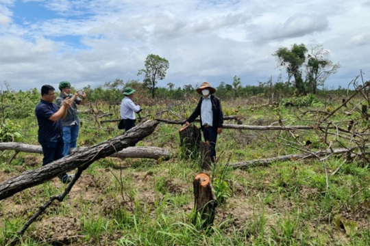 Hoàn thiện quy định xử phạt vi phạm hành chính trong lĩnh vực lâm nghiệp