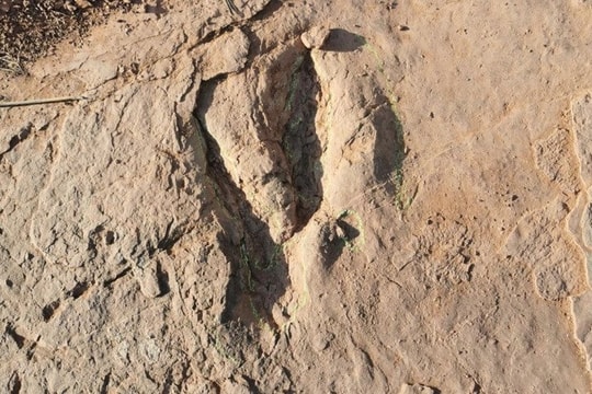 Trung Quốc phát hiện dấu chân khủng long cổ nhất ở Tứ Xuyên