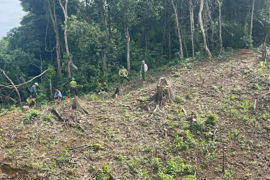 Vụ 97 ha rừng ở Gia Lai bị xâm hại nhiều năm: Lộ rõ hàng loạt sai phạm trong quản lý