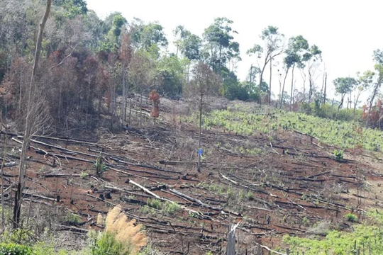 Số vụ phá rừng và cháy rừng tiếp tục giảm trong năm 2025