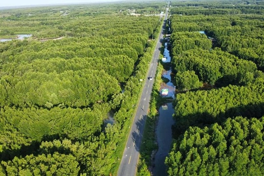 Cà Mau dẫn đầu cả nước về trồng rừng ven biển