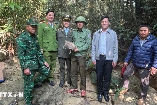 Phát hiện rùa quý hiếm đi lạc vào nhà dân