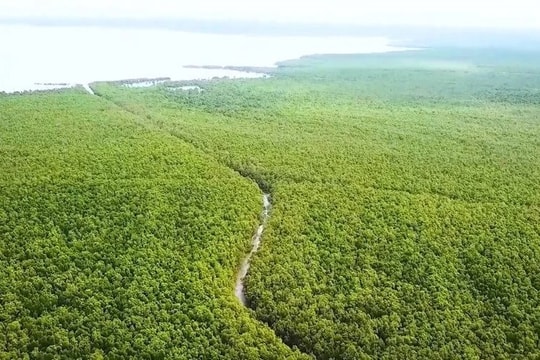 Hơn 11.600 ha rừng ven biển được trồng mới