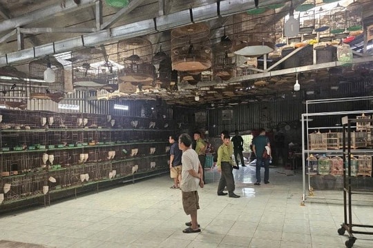 Phát hiện hàng trăm cá thể chim hoang dã bị nuôi nhốt trái phép