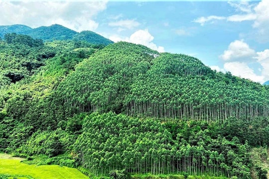 Hải Phòng tăng tốc phục hồi rừng, hướng tới tham gia thị trường tín chỉ các-bon