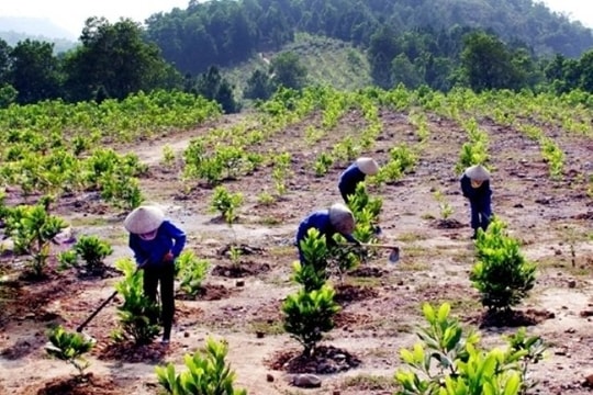 Biến đổi khí hậu ngày càng cực đoan, Việt Nam tăng tốc trồng gần 62.000 cây rừng