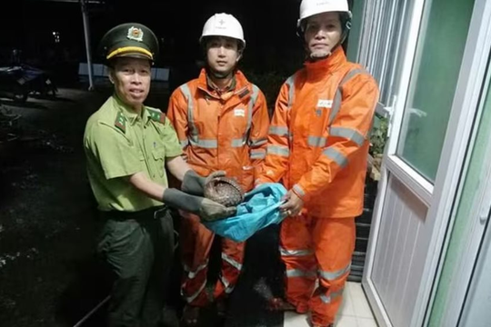 Huế: Phát hiện tê tê quý hiếm giữa đường, hai nhân viên điện lực kịp thời cứu hộ